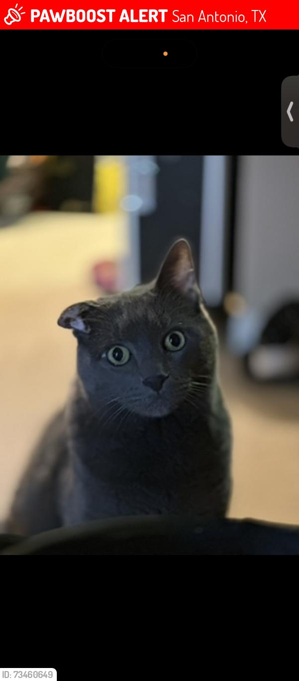 Lost Male Cat last seen Clarke and Laureate, San Antonio, TX 78249