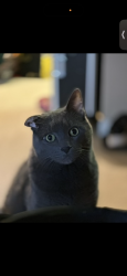 Lost Male Cat last seen Clarke and Laureate, San Antonio, TX 78249