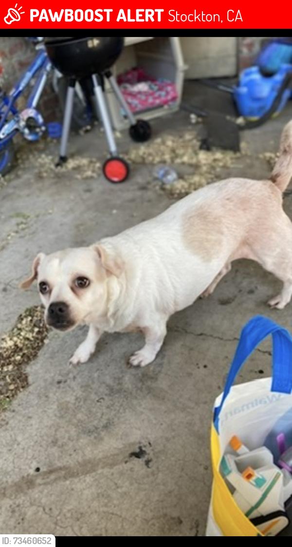 Lost Male Dog last seen The street is between charter (Taco Bell) and 8th. Right by freeway entrances, Stockton, CA 95206