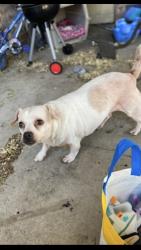 Lost Male Dog last seen The street is between charter (Taco Bell) and 8th. Right by freeway entrances, Stockton, CA 95206