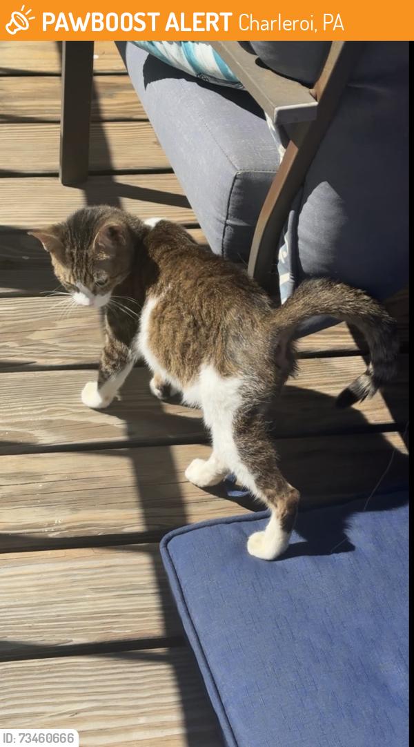 Found/Stray Unknown Cat last seen 2nd and lookout, Charleroi, PA 15022