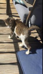Found/Stray Unknown Cat last seen 2nd and lookout, Charleroi, PA 15022