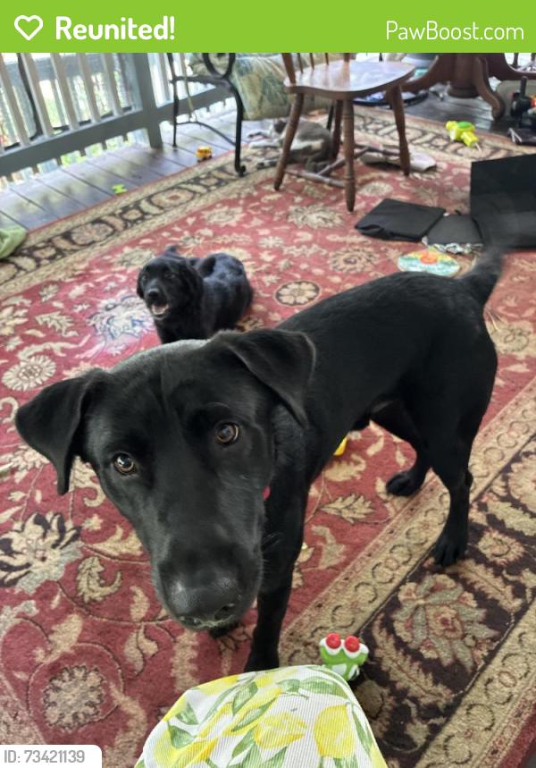 Reunited Male Dog last seen Clear creek rd and pine ridge area, Hockley, TX 77447