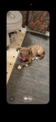 Lost Female Dog last seen N/A, Hope Mills, NC 28348