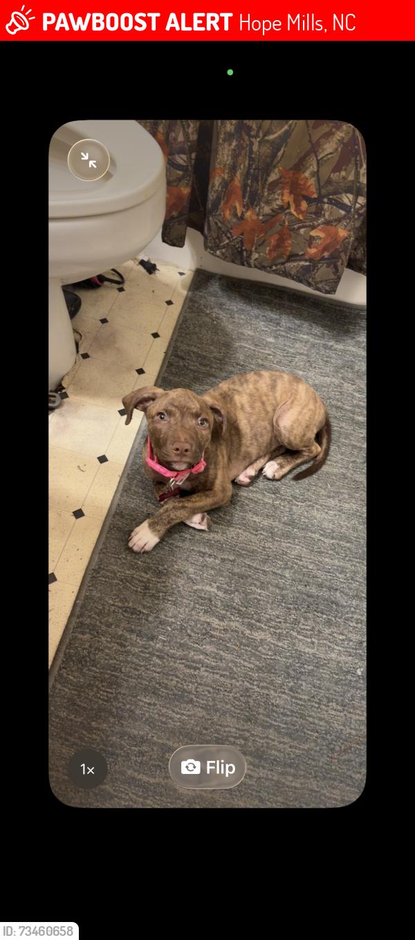 Lost Female Dog last seen N/A, Hope Mills, NC 28348