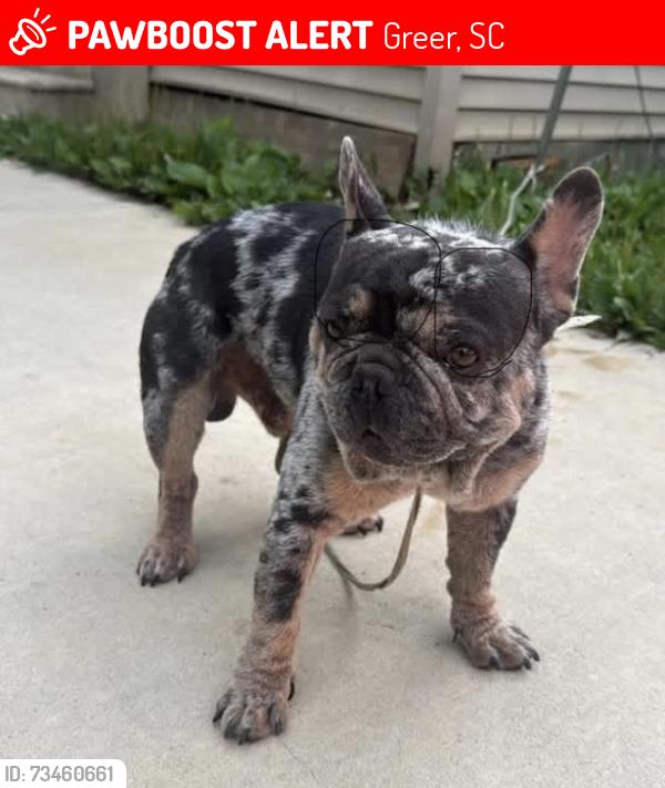 Lost Male Dog last seen Greer sc., Greer, SC 29651