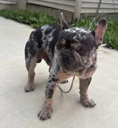 Lost Male Dog last seen Greer sc., Greer, SC 29651