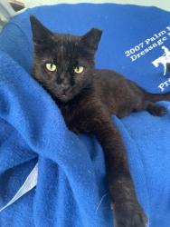 Lost Male Cat last seen Ebbtide and Fairwind, North Palm Beach, North Palm Beach, FL 33408