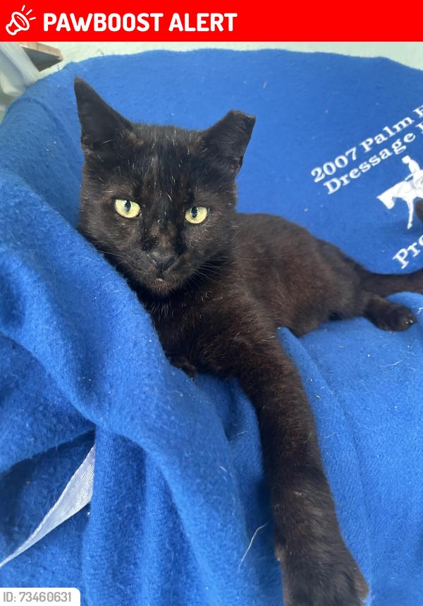Lost Male Cat last seen Ebbtide and Fairwind, North Palm Beach, North Palm Beach, FL 33408