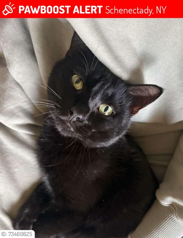 Lost Male Cat last seen Father Leo O’Brien Senior Community, Schenectady, NY 12303