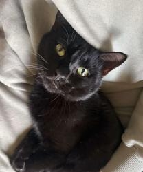 Lost Male Cat last seen Father Leo O’Brien Senior Community, Schenectady, NY 12303