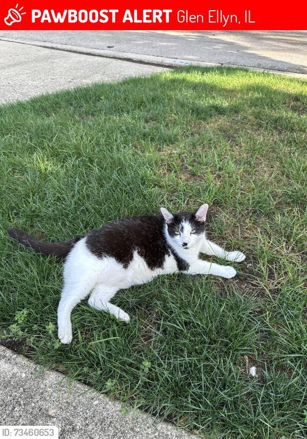 Lost Male Cat last seen Dawes and Parkside Ave, Glen Ellyn, Glen Ellyn, IL 60137