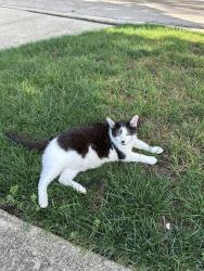 Lost Male Cat last seen Dawes and Parkside Ave, Glen Ellyn, Glen Ellyn, IL 60137