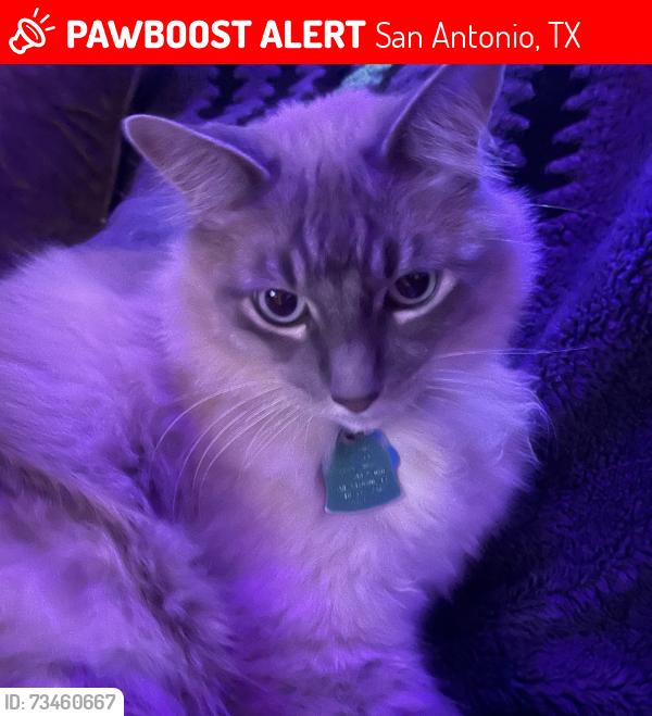 Lost Male Cat last seen Near wild turkey e, San Antonio, TX 78232