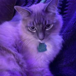 Lost Male Cat last seen Near wild turkey e, San Antonio, TX 78232