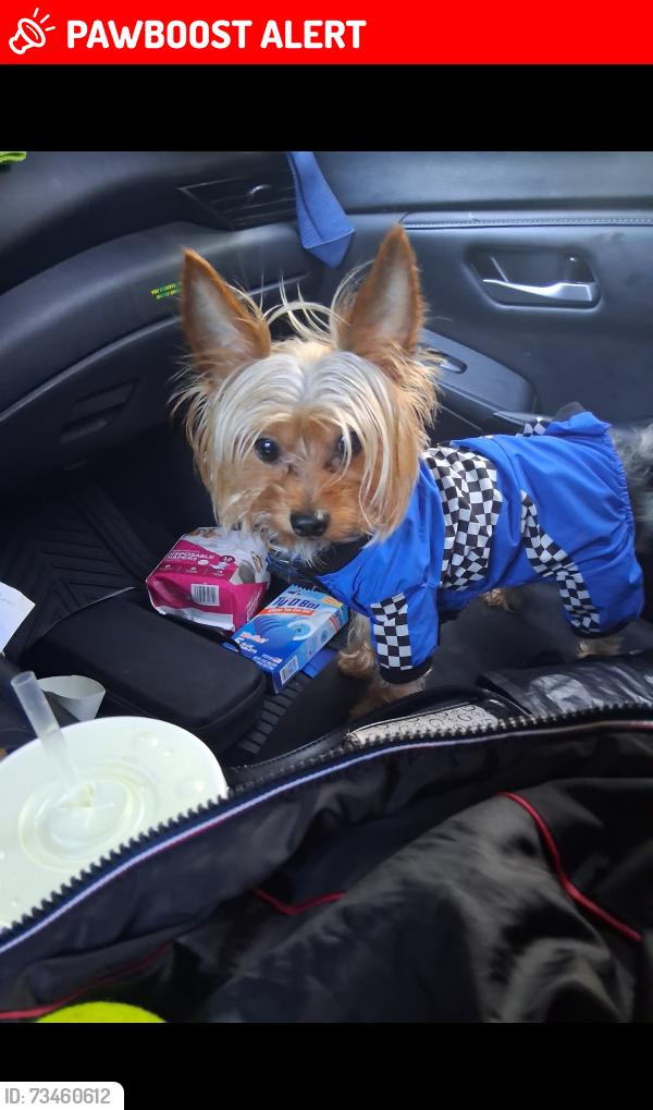 Lost Male Dog last seen Mcdonnell and Whittier, East Los Angeles, CA 90022