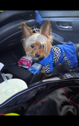 Lost Male Dog last seen Mcdonnell and Whittier, East Los Angeles, CA 90022