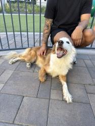 Found/Stray Female Dog last seen Near Brooke Dr, San Diego 92126, San Diego, CA 92126