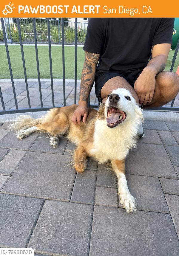 Found/Stray Female Dog last seen Near Brooke Dr, San Diego 92126, San Diego, CA 92126