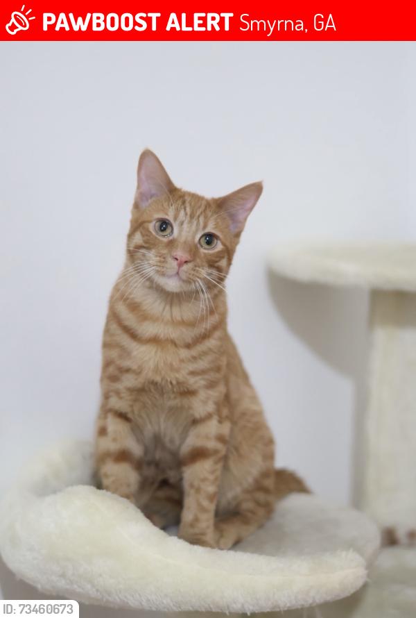 Lost Male Cat last seen Smyrna, Smyrna, GA 30080