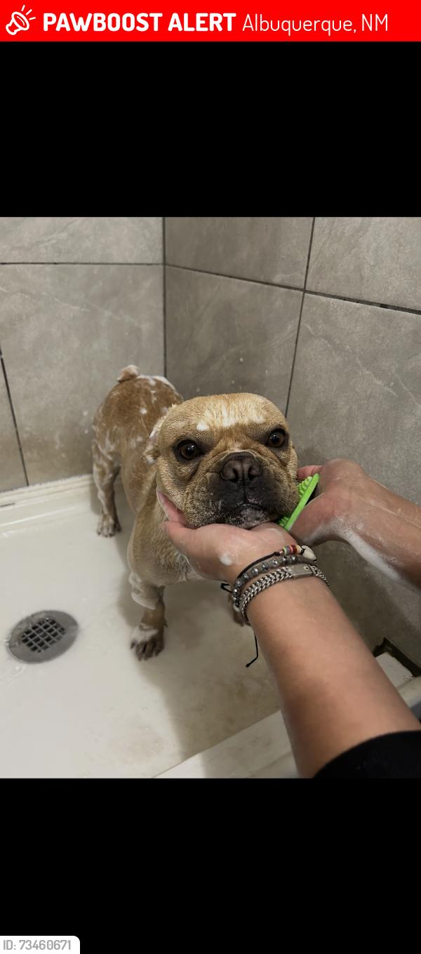 Lost Male Dog last seen Barcelona and Coors, Albuquerque, NM 87105