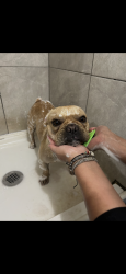 Lost Male Dog last seen Barcelona and Coors, Albuquerque, NM 87105