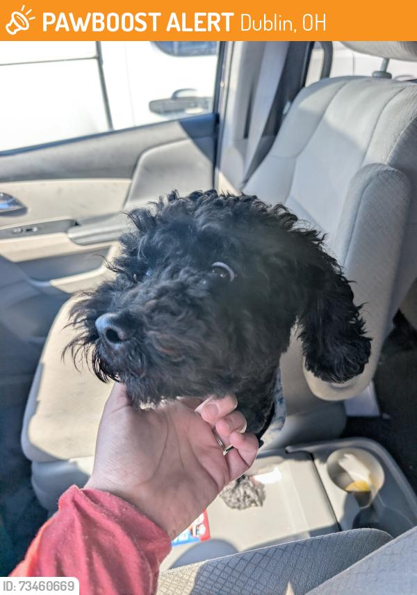 Found/Stray Male Dog last seen Cranston and Sawmill Rd, Dublin, OH 43017