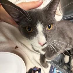 Shelter Stray Male Cat last seen , 1244 N Delsea Dr, Vineland, NJ 08360, USA