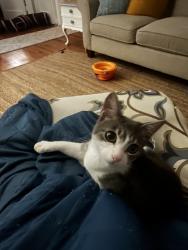 Lost Female Cat last seen Forest Ave, Richmond, VA 23226