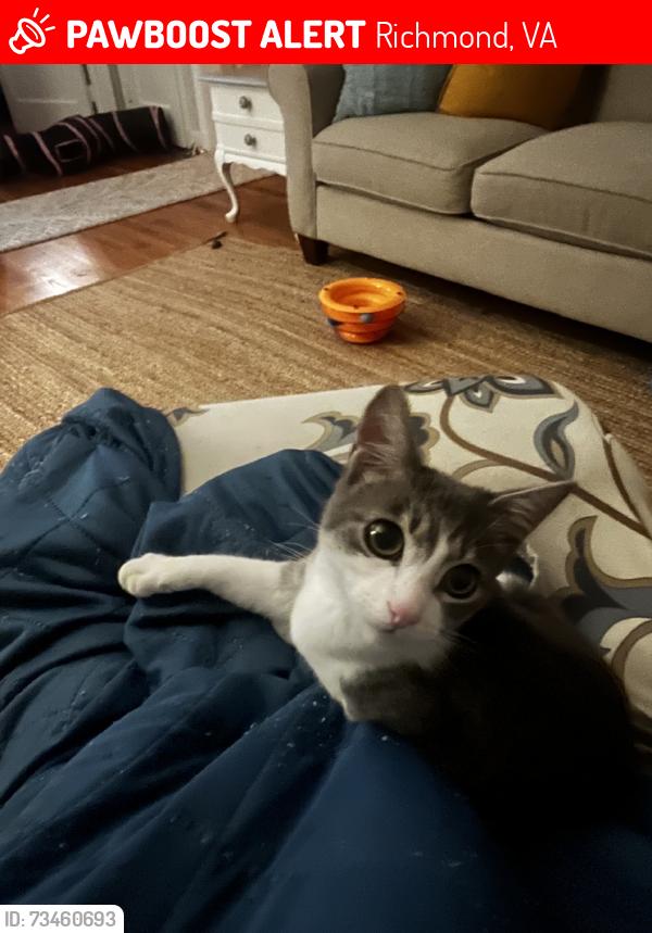 Lost Female Cat last seen Forest Ave, Richmond, VA 23226