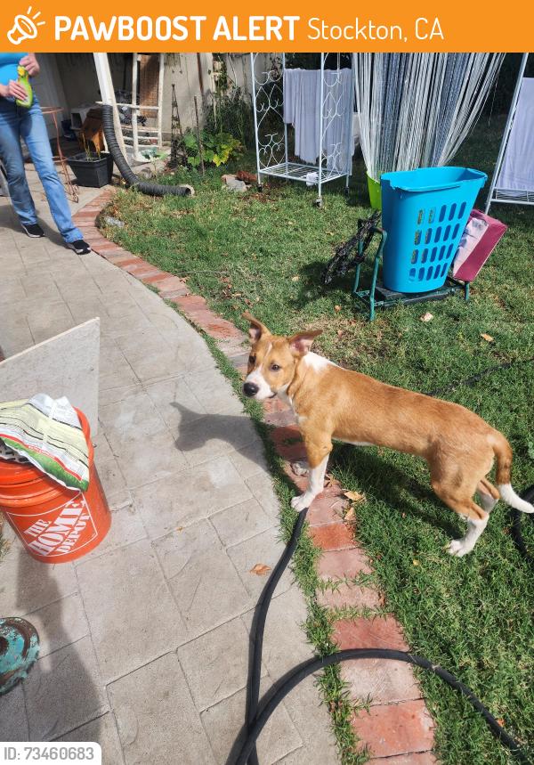 Found/Stray Male Dog last seen Section, Stockton, CA 95215