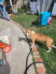 Found/Stray Male Dog last seen Section, Stockton, CA 95215