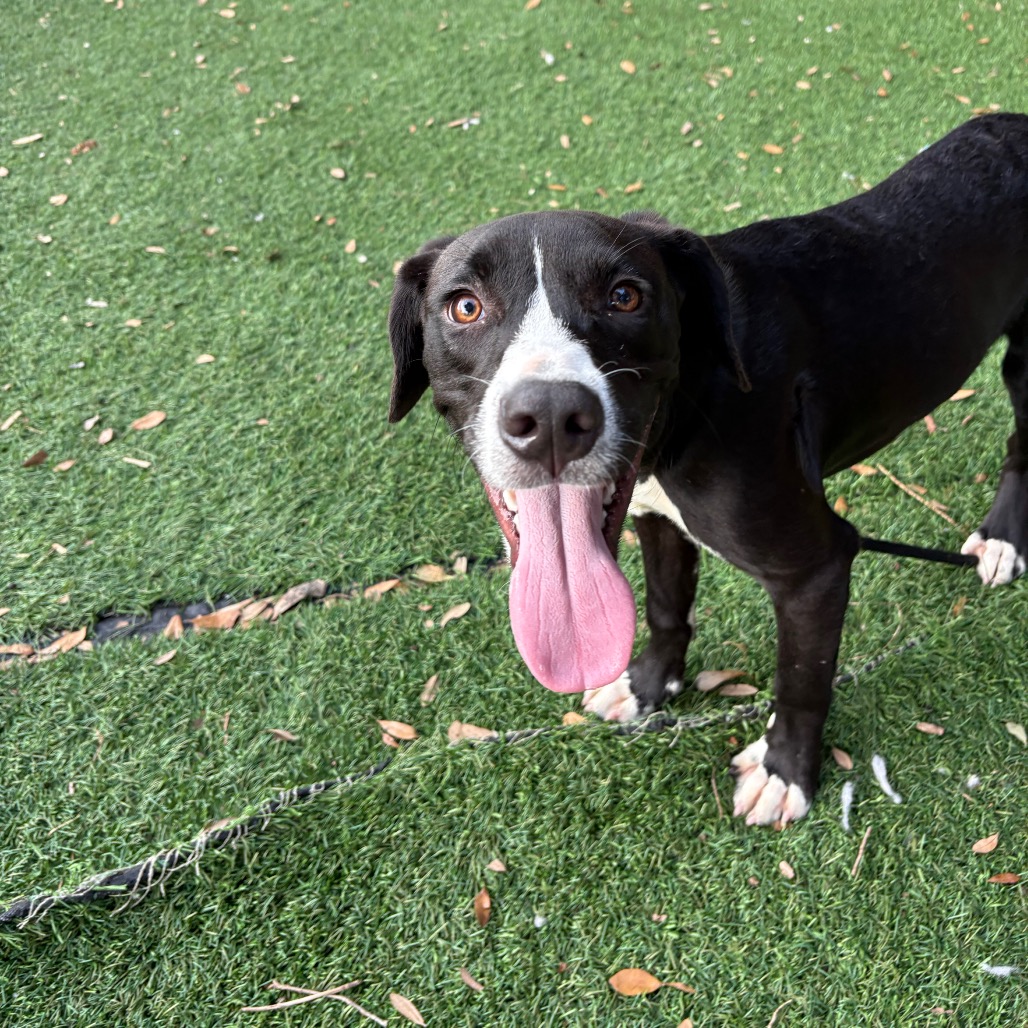Shelter Stray Male Dog last seen , 8020 Washington St, Port Richey, FL 34668, USA