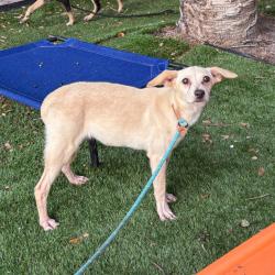 Shelter Stray Female Dog last seen , 8020 Washington St, Port Richey, FL 34668, USA