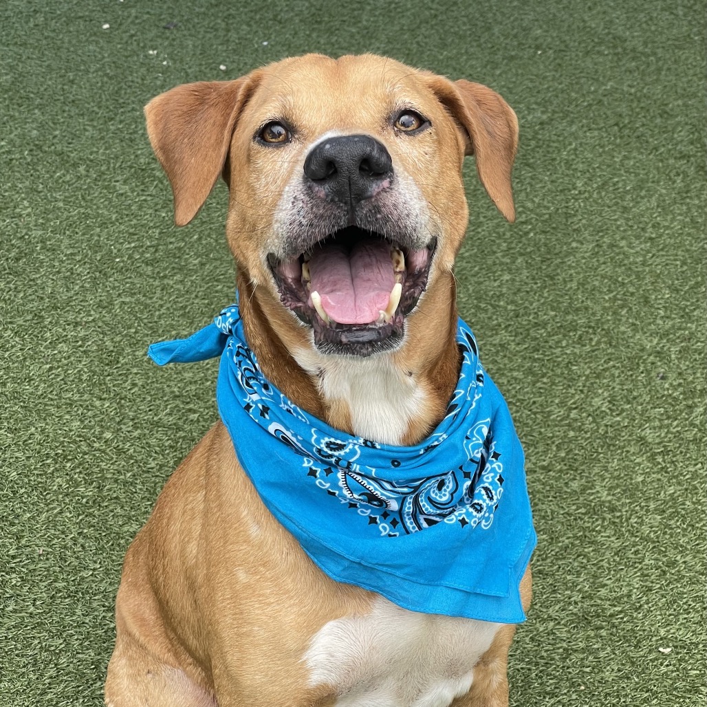 Shelter Stray Male Dog last seen , 244 Georgetown Rd, Jacksonville, NC 28540, USA