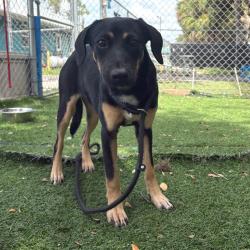 Shelter Stray Female Dog last seen , 8020 Washington St, Port Richey, FL 34668, USA