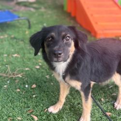Shelter Stray Female Dog last seen , 8020 Washington St, Port Richey, FL 34668, USA