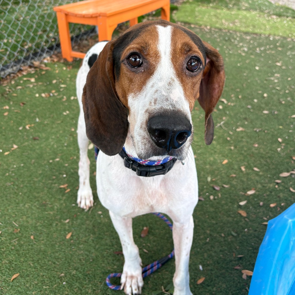 Shelter Stray Male Dog last seen , 8020 Washington St, Port Richey, FL 34668, USA
