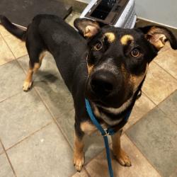 Shelter Stray Male Dog last seen , 4500 N Access Rd, Chattanooga, TN 37415, USA