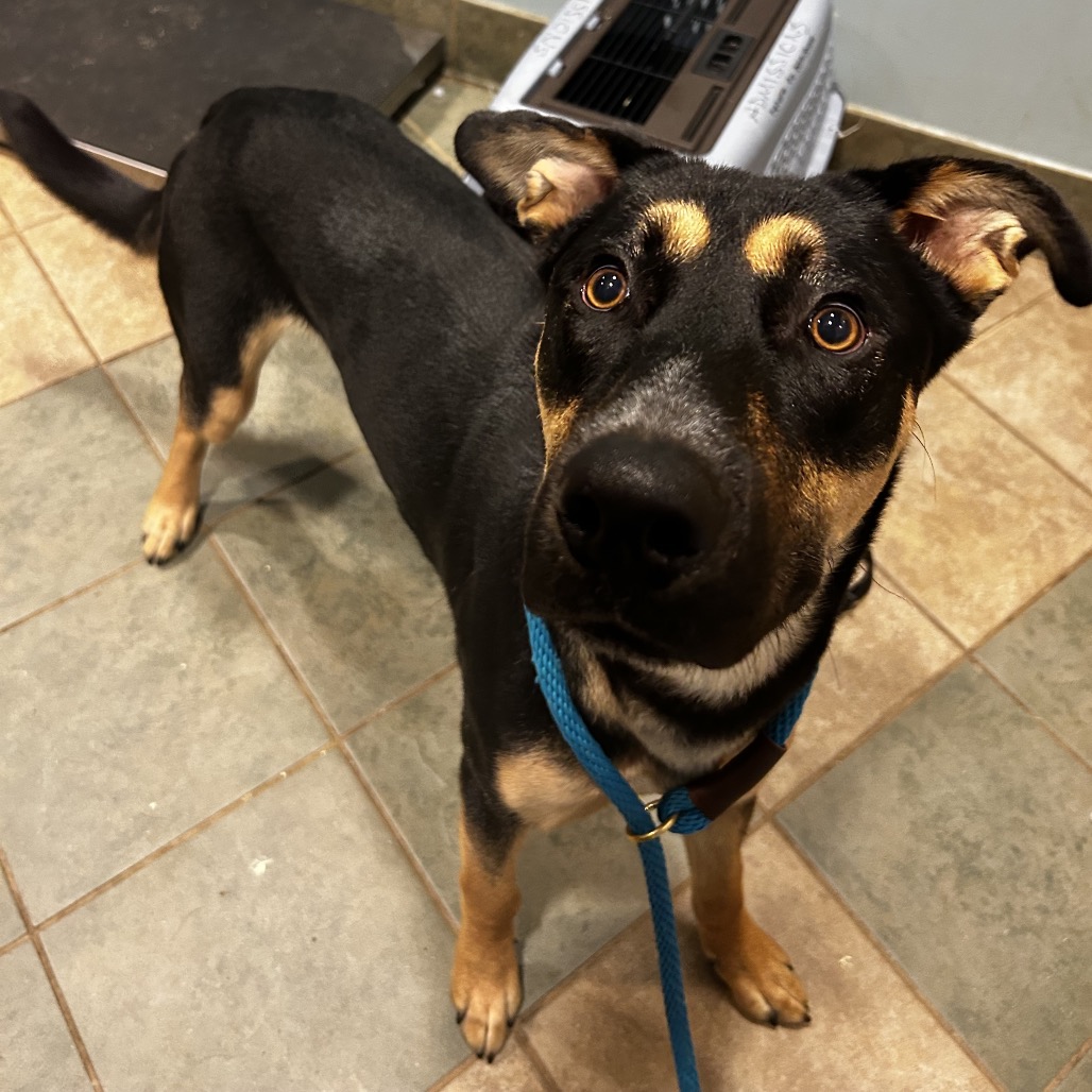 Shelter Stray Male Dog last seen , 4500 N Access Rd, Chattanooga, TN 37415, USA