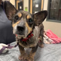 Shelter Stray Male Dog last seen , 8464 Beach Blvd, Jacksonville, FL 32216, USA