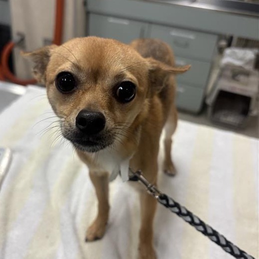 Shelter Stray Female Dog last seen , 8464 Beach Blvd, Jacksonville, FL 32216, USA