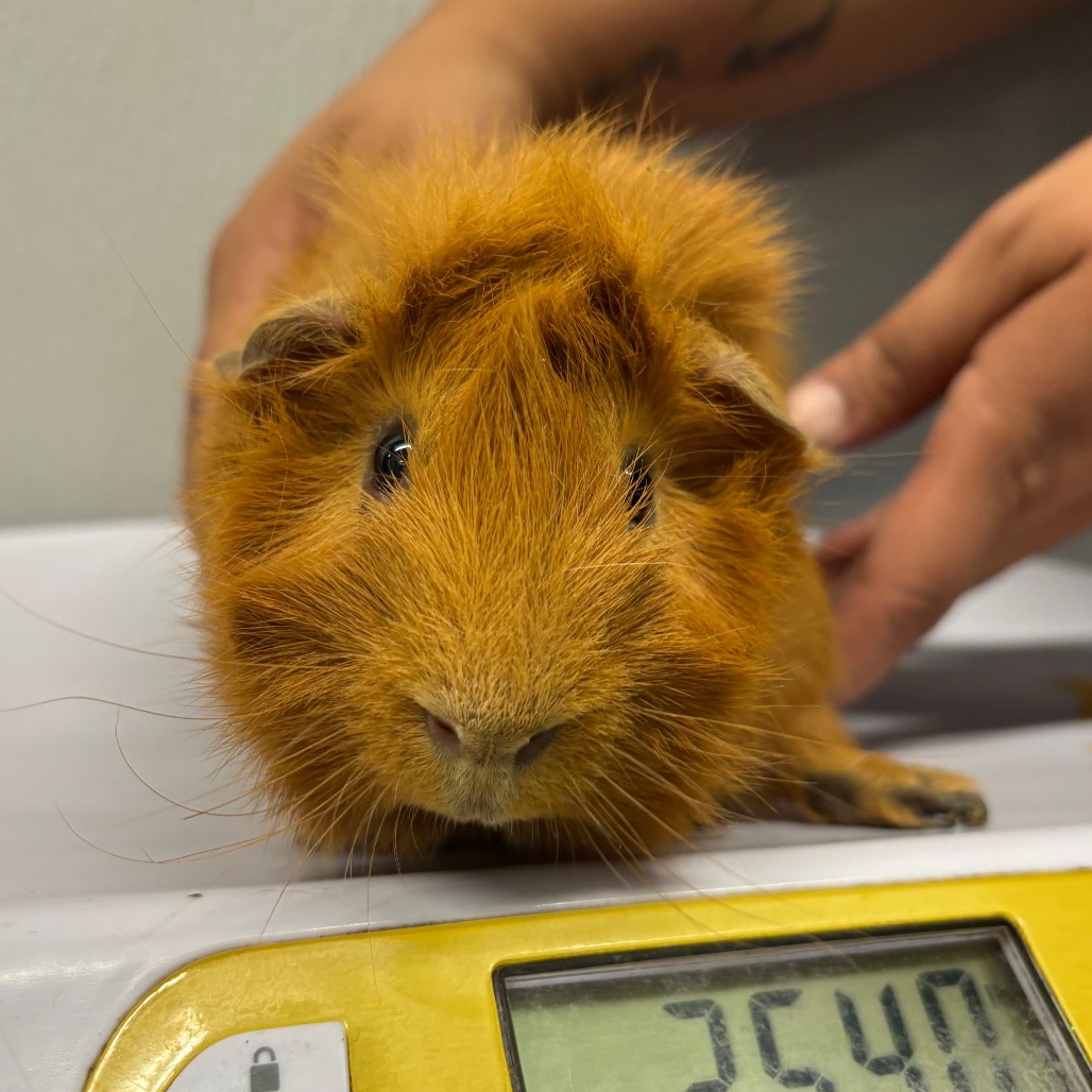 Shelter Stray Male Other last seen , 3607 N Armenia Ave, Tampa, FL 33607, USA