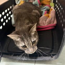 Shelter Stray Unknown Cat last seen , Animal Care & Control Team of Philly, 111 W Hunting Park Ave, Philadelphia, PA 19140, USA