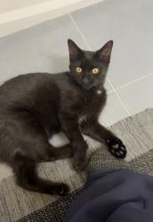 Lost Male Cat last seen John Garland and Martin Grove, Toronto, ON M9V 3M6