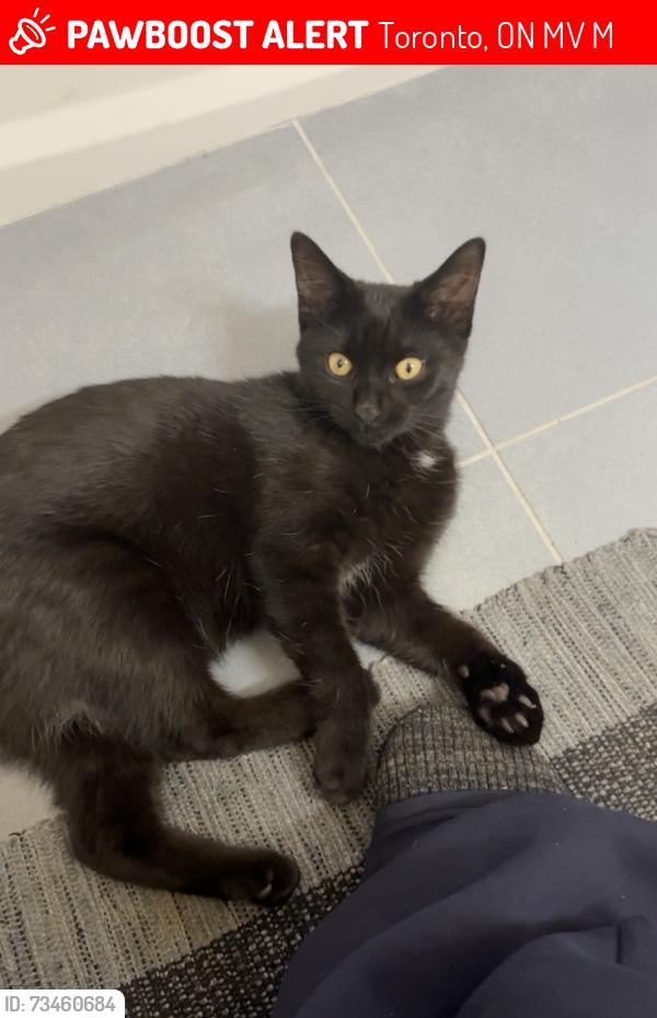 Lost Male Cat last seen John Garland and Martin Grove, Toronto, ON M9V 3M6