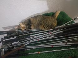 Lost Female Cat last seen Park behind 409 waterfront dr, Norman, OK 73071