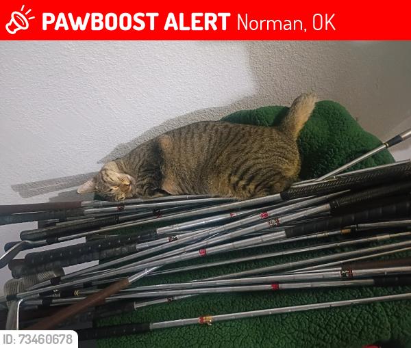 Lost Female Cat last seen Park behind 409 waterfront dr, Norman, OK 73071