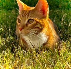 Lost Male Cat last seen Bailey Boswell, Fort Worth, TX 76179