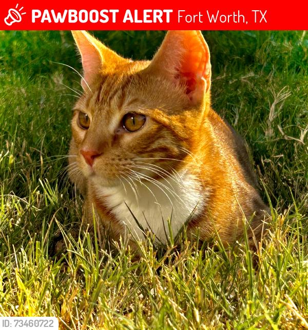 Lost Male Cat last seen Bailey Boswell, Fort Worth, TX 76179